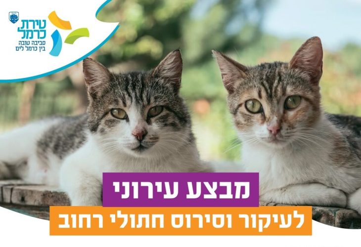 מבצע עירוני בטירת כרמל לעיקור וסירוס חתולי רחוב